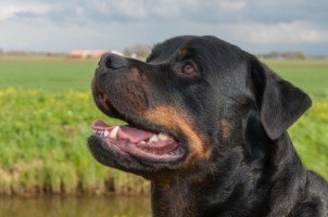 Hemophilia A Gene Therapy Success seen in Dogs
